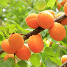 apricot jam apricot tree